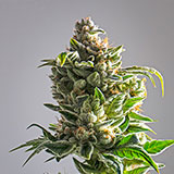 Flower category image